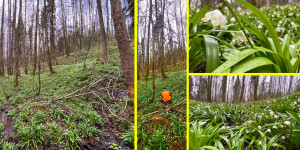 Beitragsbild des Blogbeitrags Quicktipp #2 Vor lauter Bäumen den Wald nicht mehr sehen #SmartphoneFotografieBuch 