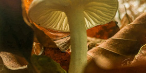 Beitragsbild des Blogbeitrags Quicktipp 1×1 Fototipps mit dem Handy #SmartphoneFotografieBuch