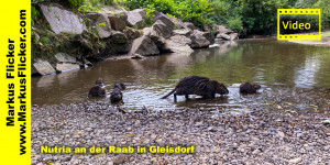 Beitragsbild des Blogbeitrags Nutria an der Raab in Gleisdorf 