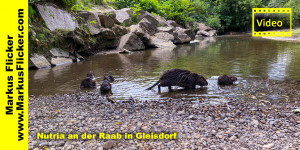 Beitragsbild des Blogbeitrags Nutria an der Raab in Gleisdorf