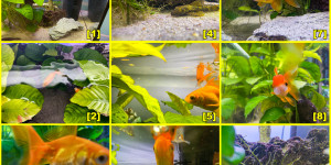 Beitragsbild des Blogbeitrags Fische im Aquarium fotografieren
