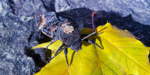 Beitragsbild des Blogbeitrags Totenkopfschwärmer