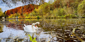 Beitragsbild des Blogbeitrags Schwäne im Fluss im Herbst // Foto auf dem Smartphone bearbeitet // iOS iPhone 
