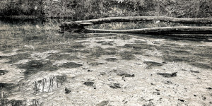 Beitragsbild des Blogbeitrags Baum im Fluss mit Spiegelung Schwarz Weiß // Foto auf dem Smartphone bearbeitet // iOS iPhone