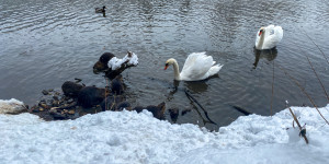 Beitragsbild des Blogbeitrags Nutrias, Schwäne und Enten an der Raab in Gleisdorf 