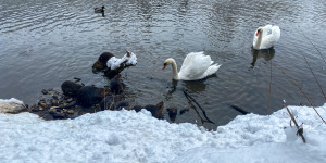 Beitragsbild des Blogbeitrags Nutrias, Schwäne und Enten an der Raab in Gleisdorf