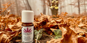 Beitragsbild des Blogbeitrags Produktfotos bei Herbst im Nebel CATALEYA Cannabis Naturkosmetik Die Welt der Kosmetik trifft auf Cannabis 