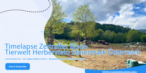 Beitragsbild des Blogbeitrags Timelapse Zeitraffer Bison Tierwelt Herberstein Steiermark Österreich 