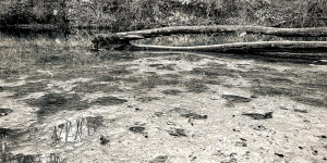 Beitragsbild des Blogbeitrags Baum im Fluss mit Spiegelung Schwarz Weiß // Foto auf dem Smartphone bearbeitet // iOS iPhone
