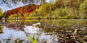 Beitragsbild des Blogbeitrags Schwäne im Fluss im Herbst // Foto auf dem Smartphone bearbeitet // iOS iPhone 