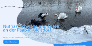 Beitragsbild des Blogbeitrags Nutrias, Schwäne und Enten an der Raab in Gleisdorf Steiermark 