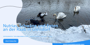 Beitragsbild des Blogbeitrags Nutrias, Schwäne und Enten an der Raab in Gleisdorf Steiermark