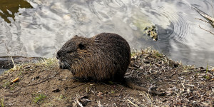 Beitragsbild des Blogbeitrags Nutria Wildlife Nature Coypu Europe Austria iPhone 13 Pro Max Cinematic Mode #markusflicker #shorts 