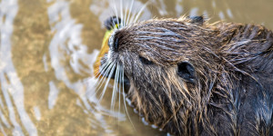 Beitragsbild des Blogbeitrags Nutria Coypu an der Raab in Gleisdorf Naturvideo und Naturfotos
