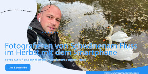 Beitragsbild des Blogbeitrags Fotografieren von Schwänen am Fluss im Herbst mit dem Smartphone