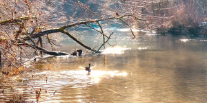 Beitragsbild des Blogbeitrags Broll Winter Styria Duck Nutria Sunshine Austria Footage Slowmotion Video