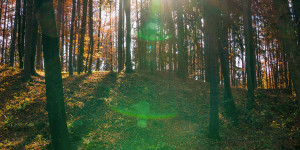 Beitragsbild des Blogbeitrags Gegenlicht Foto Herbst im Wald auf einer Lichtung 