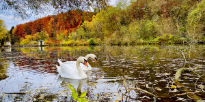 Beitragsbild des Blogbeitrags Fotografieren von Schwänen am Fluss im Herbst mit dem Smartphone 