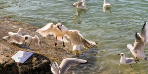 Beitragsbild des Blogbeitrags Möwen an der Adria am Meer mit dem Smartphone in Slowenien Izola Isola fotografieren