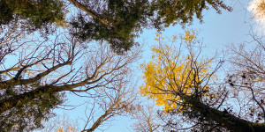 Beitragsbild des Blogbeitrags Herbst Fotospaziergang mit dem Smartphone an der Raab in der Steiermark im Wald Teil 2 