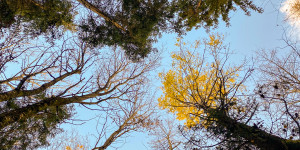 Beitragsbild des Blogbeitrags Herbst Fotospaziergang mit dem Smartphone an der Raab in der Steiermark im Wald Teil 2