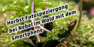 Beitragsbild des Blogbeitrags Herbst Fotospaziergang bei Nebel im Wald mit dem Smartphone 