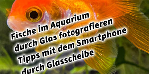 Beitragsbild des Blogbeitrags Fische im Aquarium durch Glas fotografieren Tipps mit dem Smartphone durch Glasscheibe 