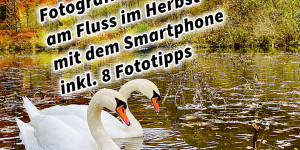 Beitragsbild des Blogbeitrags Fotografieren und Filmen von Schwänen am Fluss im Herbst mit dem Smartphone inkl. 8 Fototipps 