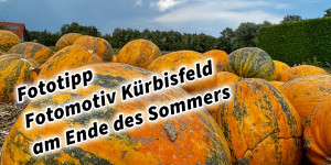 Beitragsbild des Blogbeitrags Fototipp Fotomotiv Kürbisfeld am Ende des Sommers 