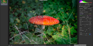 Beitragsbild des Blogbeitrags Der Fliegenpilz (Amanita muscaria) Adobe Photoshop Camera RAW Vorher Nacher Bildbearbeitung 