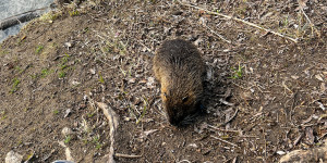 Beitragsbild des Blogbeitrags Nutria Coypu Wildlife River Styria Austria #markusflicker YouTube #shorts 