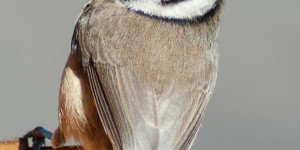 Beitragsbild des Blogbeitrags Schau dir dieses wunderschöne Foto der Haubenmeise Lophophanes cristatus an!