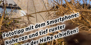 Beitragsbild des Blogbeitrags Fototipp mit dem Smartphone: Nahe ran und tief runter statt aus der Hüfte schießen! Feder im Gegenlicht 