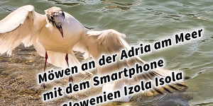 Beitragsbild des Blogbeitrags Möwen an der Adria am Meer mit dem Smartphone in Slowenien Izola Isola fotografieren und filmen 