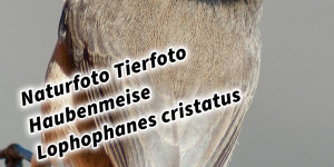 Beitragsbild des Blogbeitrags Naturfoto Tierfoto Haubenmeise Lophophanes cristatus