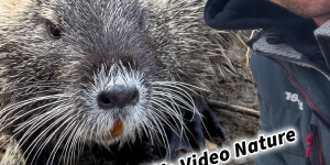 Beitragsbild des Blogbeitrags Nutria Wildlife Video Nature Coypu Europe Austria iPhone Pro Max Smartphone Cinematic Mode Naturfilm Naturfotografie Gleisdorf Steiermark Österreich