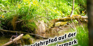 Beitragsbild des Blogbeitrags Moorlehrpfad auf der Teichalm Steiermark Almenland Österreich