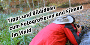 Beitragsbild des Blogbeitrags Tipps und Bildideen zum Fotografieren und Filmen im Wald Fototipp Videotipp 