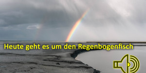 Beitragsbild des Blogbeitrags Heute geht es um den Regenbogenfisch und über Show and Shine 