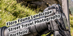 Beitragsbild des Blogbeitrags Flora Fauna Landscape Street Travel Photography Portfolio