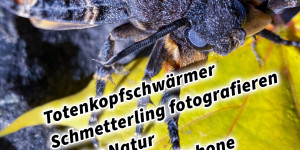 Beitragsbild des Blogbeitrags Totenkopfschwärmer Schmetterling fotografieren in der Natur mit dem Smartphone 