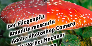 Beitragsbild des Blogbeitrags Der Fliegenpilz (Amanita muscaria) Adobe Photoshop Camera RAW Vorher Nachher Bildbearbeitung 