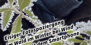 Beitragsbild des Blogbeitrags Eisiger Fotospaziergang im Wald im Winter bei Wind und Eis mit dem Smartphone