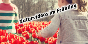 Beitragsbild des Blogbeitrags Naturvideos im Frühling erstellen mit Kamera oder Smartphone