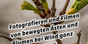 Beitragsbild des Blogbeitrags Fotografieren und Filmen von bewegten Ästen und Blumen bei Wind ganz einfach und mit mehr Schärfe