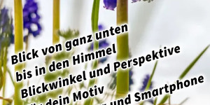 Beitragsbild des Blogbeitrags Blick von ganz unten bis in den Himmel // Blickwinkel und Perspektive für dein Motiv // DSLR Kamera und Smartphone