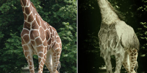 Beitragsbild des Blogbeitrags Der Giraffenstrauß Adobe Photoshop Speedcomposing Video Spaß mit kreativen Fotos und dazu noch dabei lernen #justfun #funwithphotoshop