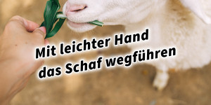 Beitragsbild des Blogbeitrags Mit leichter Hand das Schaf wegführen 36 Strategeme 