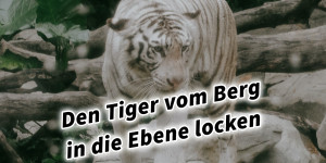 Beitragsbild des Blogbeitrags Den Tiger vom Berg in die Ebene locken 36 Strategeme 