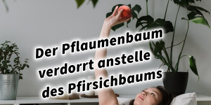 Beitragsbild des Blogbeitrags Der Pflaumenbaum verdorrt anstelle des Pfirsichbaums 36 Strategeme 